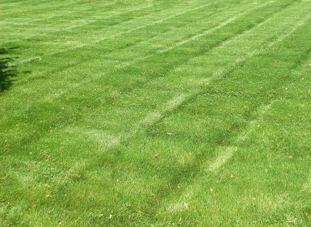 A freshly mowed lawn with crisp mowing stripes